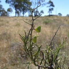 Daviesia genistifolia at Gungahlin, ACT - 18 Nov 2014