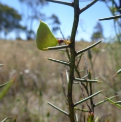 Daviesia genistifolia at Gungahlin, ACT - 18 Nov 2014 04:03 PM