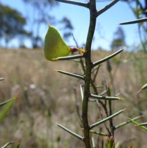 Daviesia genistifolia at Gungahlin, ACT - 18 Nov 2014 04:03 PM