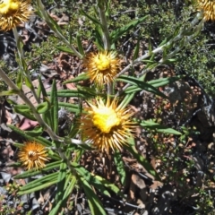 Coronidium oxylepis subsp. lanatum (Woolly Pointed Everlasting) at QPRC LGA - 28 Nov 2014 by galah681