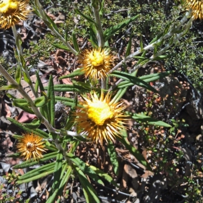 Coronidium oxylepis subsp. lanatum (Woolly Pointed Everlasting) at Jerrabomberra, NSW - 28 Nov 2014 by galah681
