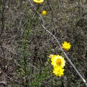 Xerochrysum viscosum at Canberra Central, ACT - 19 Nov 2014