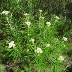 Cassinia longifolia (Shiny Cassinia, Cauliflower Bush) at Tidbinbilla Nature Reserve - 31 Oct 2014 by galah681