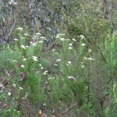Cassinia longifolia at Paddys River, ACT - 1 Nov 2014