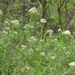 Cassinia longifolia (Shiny Cassinia, Cauliflower Bush) at Tidbinbilla Nature Reserve - 15 Nov 2014 by galah681