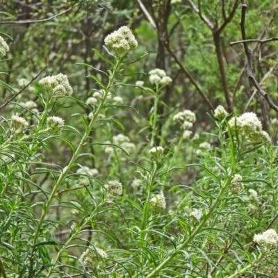 Cassinia longifolia (Shiny Cassinia, Cauliflower Bush) at Tidbinbilla Nature Reserve - 15 Nov 2014 by galah681