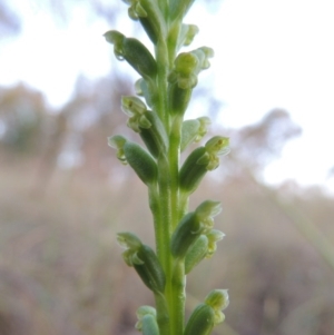 Microtis parviflora at Bonython, ACT - suppressed