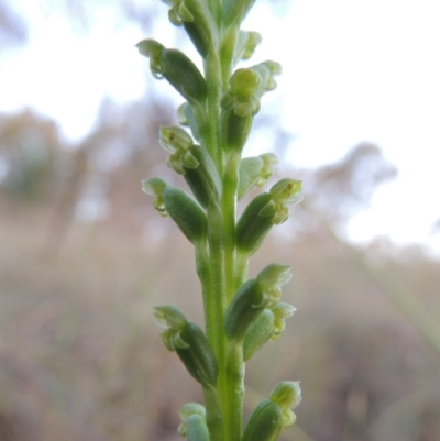 Microtis parviflora (Slender Onion Orchid) at Bonython, ACT - 8 Nov 2014 by MichaelBedingfield