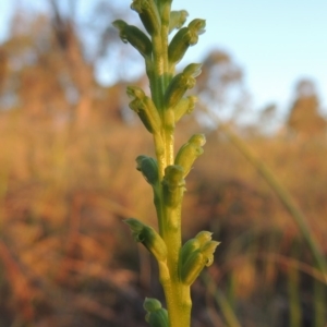 Microtis parviflora at Bonython, ACT - suppressed