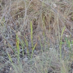 Microtis parviflora at Bonython, ACT - suppressed