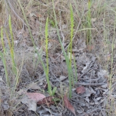 Microtis parviflora at Bonython, ACT - suppressed