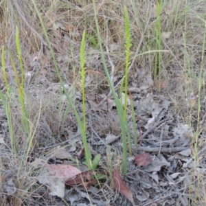 Microtis parviflora at Bonython, ACT - suppressed