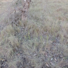 Microtis parviflora at Bonython, ACT - suppressed