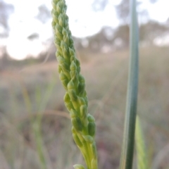 Microtis (genus) (onion orchids) at Bonython, ACT - 8 Nov 2014 by MichaelBedingfield