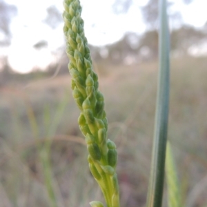 Microtis sp. at Bonython, ACT - 8 Nov 2014