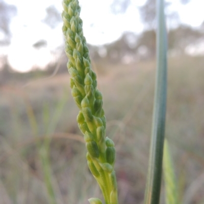 Microtis (genus) (onion orchids) at Bonython, ACT - 8 Nov 2014 by MichaelBedingfield
