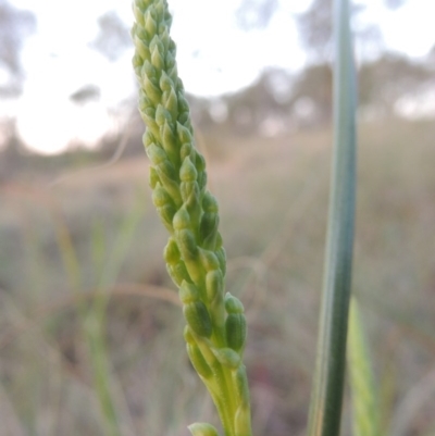 Microtis sp. (Onion Orchid) at Bonython, ACT - 8 Nov 2014 by michaelb