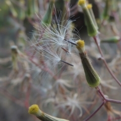 Senecio quadridentatus (Cotton Fireweed) at Bonython, ACT - 8 Nov 2014 by michaelb