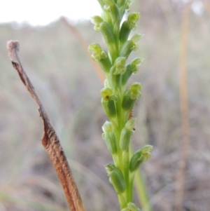 Microtis parviflora at Bonython, ACT - suppressed