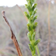 Microtis parviflora (Slender Onion Orchid) at Pine Island to Point Hut - 8 Nov 2014 by michaelb