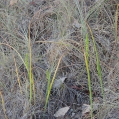 Microtis parviflora at Bonython, ACT - suppressed