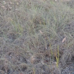 Microtis parviflora at Bonython, ACT - suppressed