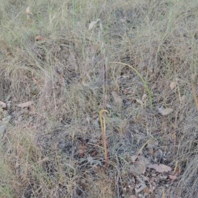 Thelymitra (genus) (sun orchids) at Bonython, ACT - 8 Nov 2014 by MichaelBedingfield