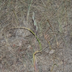 Thelymitra (genus) (sun orchids) at Bonython, ACT - 8 Nov 2014 by MichaelBedingfield