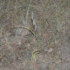 Thelymitra (Genus) (Sun Orchid) at Bonython, ACT - 8 Nov 2014 by MichaelBedingfield