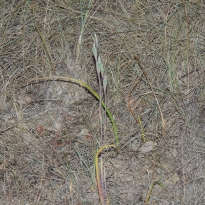 Thelymitra (genus) (sun orchids) at Bonython, ACT - 8 Nov 2014 by MichaelBedingfield