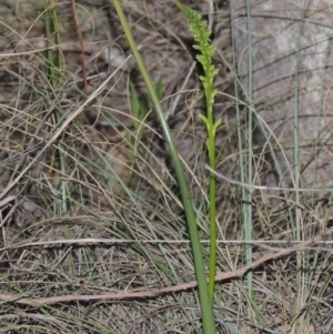 Microtis sp. at Bonython, ACT - suppressed