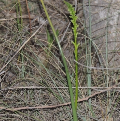 Microtis sp. (Onion Orchid) at Bonython, ACT - 8 Nov 2014 by michaelb