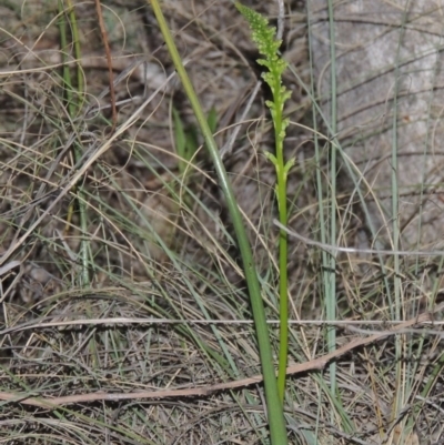 Microtis (genus) (onion orchids) at Bonython, ACT - 8 Nov 2014 by MichaelBedingfield