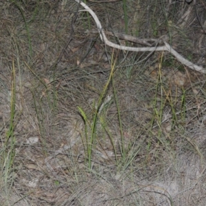 Microtis sp. at Bonython, ACT - suppressed