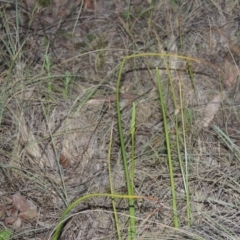 Microtis sp. at Bonython, ACT - suppressed