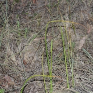 Microtis sp. at Bonython, ACT - suppressed