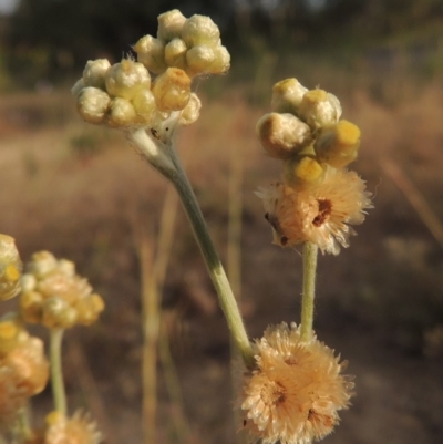 Pseudognaphalium luteoalbum (Jersey Cudweed) at Point Hut to Tharwa - 9 Nov 2014 by michaelb