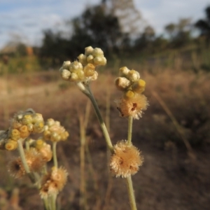 Pseudognaphalium luteoalbum at Paddys River, ACT - 9 Nov 2014 06:46 PM