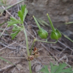 Geranium sp. Pleated sepals (D.E.Albrecht 4707) Vic. Herbarium (Naked Crane's-bill) at Paddys River, ACT - 9 Nov 2014 by michaelb