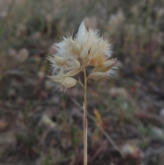 Rytidosperma carphoides (Short Wallaby Grass) at Gigerline Nature Reserve - 10 Nov 2014 by michaelb