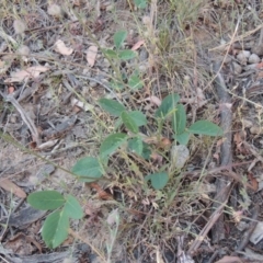 Oxytes brachypoda (Large Tick-trefoil) at Gigerline Nature Reserve - 10 Nov 2014 by michaelb