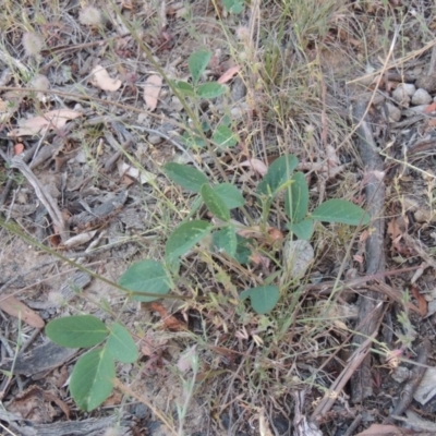 Oxytes brachypoda (Large Tick-trefoil) at Tennent, ACT - 10 Nov 2014 by MichaelBedingfield