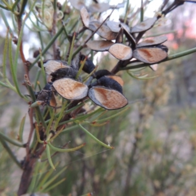 Hakea microcarpa (Small-fruit Hakea) at Tennent, ACT - 10 Nov 2014 by michaelb