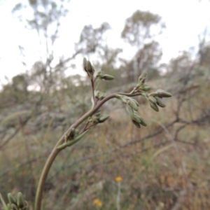 Dianella sp. aff. longifolia (Benambra) at Tennent, ACT - 10 Nov 2014 08:08 PM