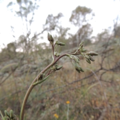 Dianella sp. aff. longifolia (Benambra) (Pale Flax Lily, Blue Flax Lily) at Tennent, ACT - 10 Nov 2014 by michaelb