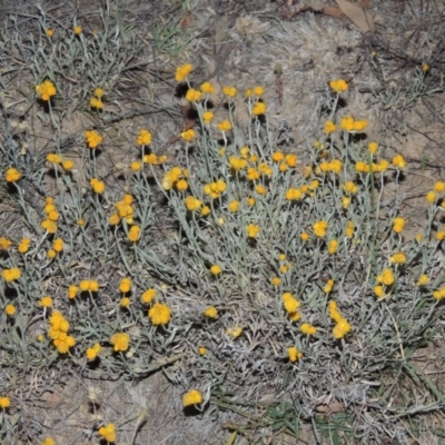 Chrysocephalum apiculatum (Common Everlasting) at Gigerline Nature Reserve - 10 Nov 2014 by michaelb