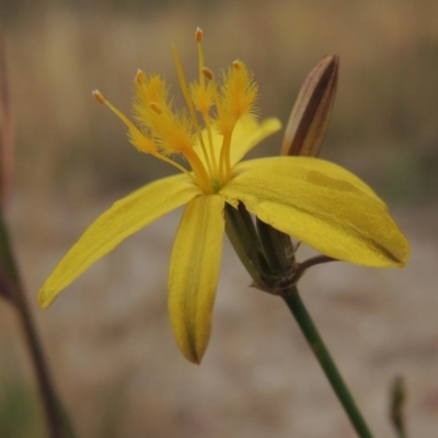 Tricoryne elatior (Yellow Rush Lily) at Namadgi National Park - 11 Nov 2014 by MichaelBedingfield