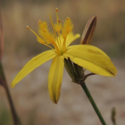 Tricoryne elatior (Yellow Rush Lily) at Namadgi National Park - 11 Nov 2014 by michaelb