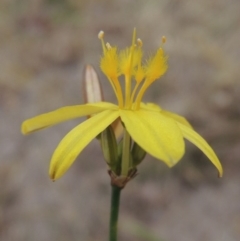 Tricoryne elatior at Tennent, ACT - 11 Nov 2014