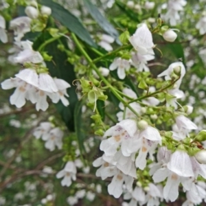 Prostanthera lasianthos at Paddys River, ACT - 30 Nov 2014